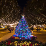 nights-of-lights-plaza-tree